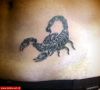 Filename=Scorpion_Leiste_01.jpg
Filesize=53KB
Dimensions=580x527
Date added=Nov 14, 2008 Scorpion_Leiste_01.jpg