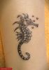 Filename=Seahorse.jpg
Filesize=52KB
Dimensions=495x700
Date added=Nov 14, 2008 Seahorse.jpg