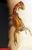 Filename=Skorpion_Unterarm.jpg
Filesize=38KB
Dimensions=382x580
Date added=Nov 14, 2008 Skorpion_Unterarm.jpg