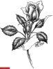 Filename=Rose_gefunden_01.jpg
Filesize=68KB
Dimensions=658x850
Date added=Nov 14, 2008 Rose_gefunden_01.jpg